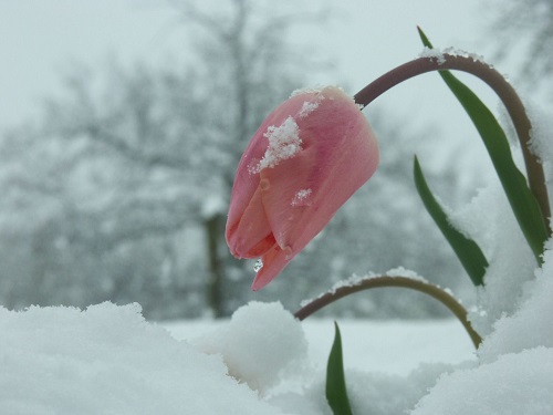 flower-snow-1-1545959